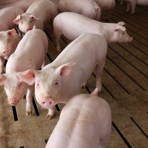 Two pigs looking at the camera in a bar