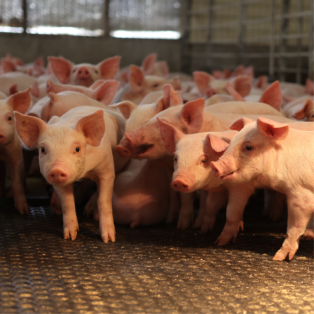 Group of pigs together in a barn