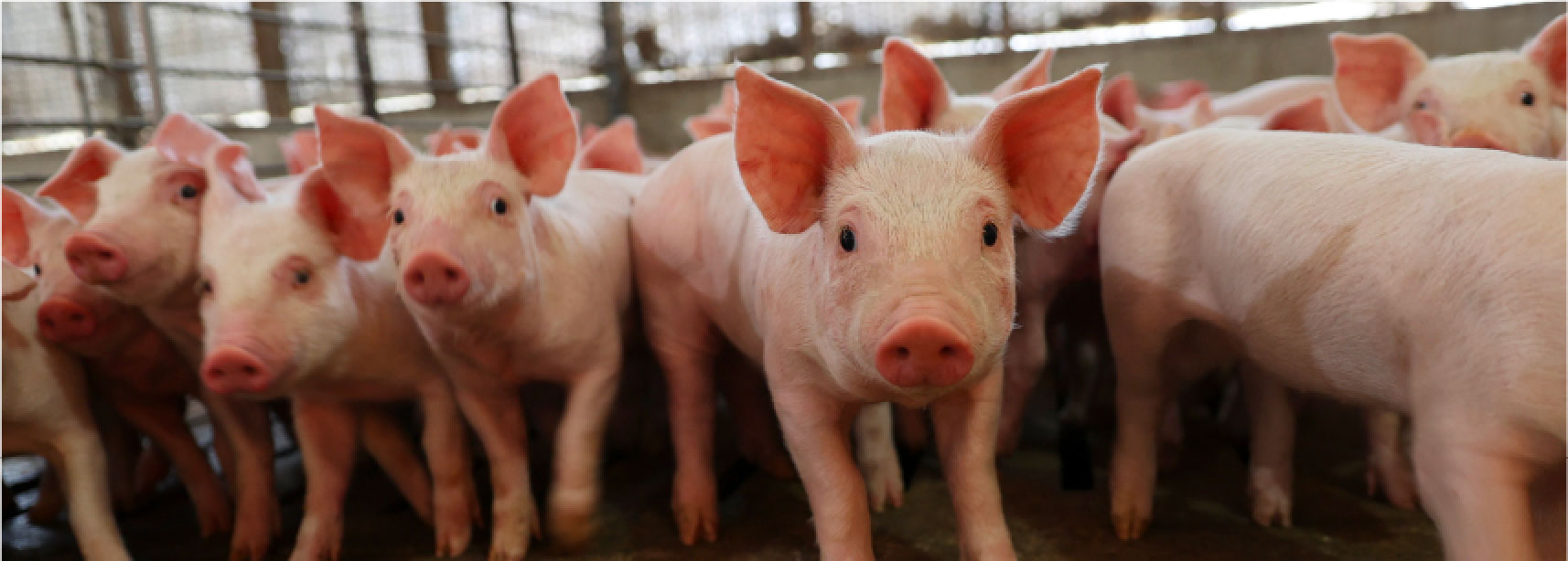 contributors-header-image-pigs